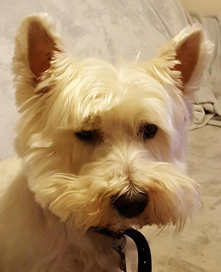Tanleys B&B Grantown-on-Spey ภายนอก รูปภาพ